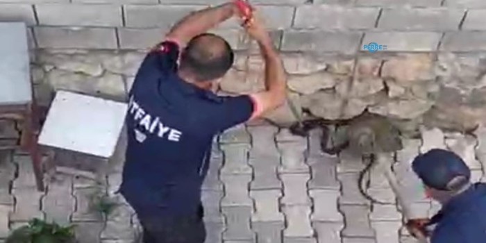 Eve girmeye çalışan iki kara yılan yakalandı